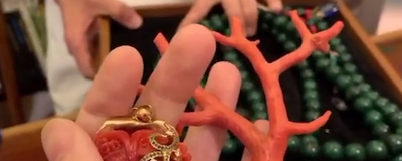 阿卡珊瑚和沙丁珊瑚的区别