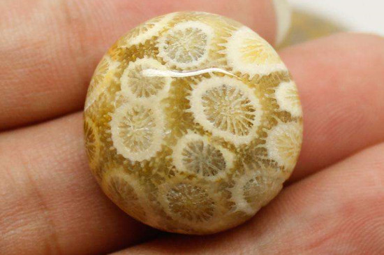 珊瑚玉和翡翠哪个好