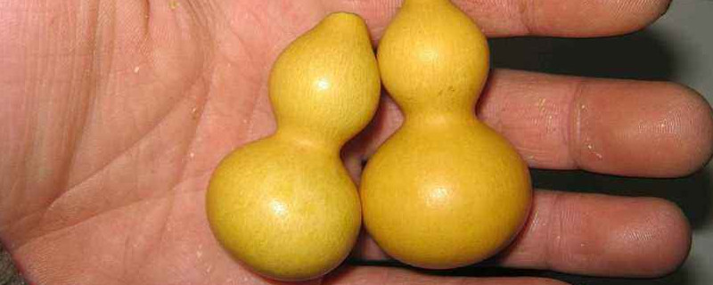 文玩葫芦的品种