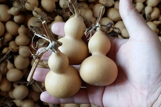 文玩葫芦能晒太阳吗