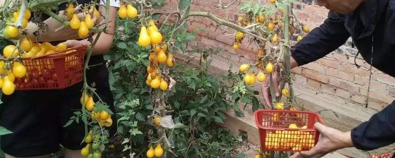 文玩葫芦摘下怎么处理