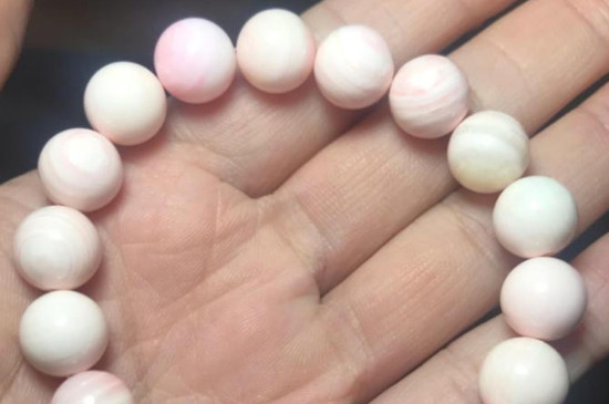 女王贝怎么保养