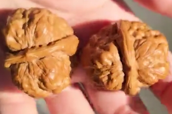 新文玩核桃怎么盘