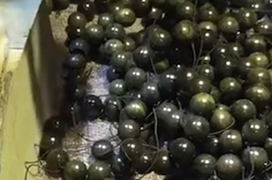 金丝楠阴沉木手串怎么盘