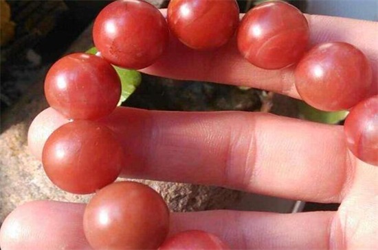 亚光南红能盘油润吗，亚光南红盘玩的禁忌