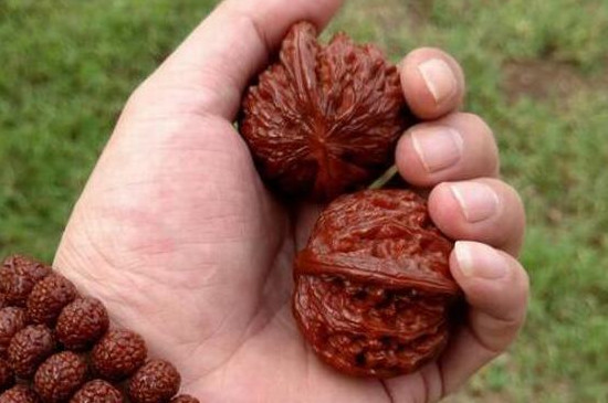 文玩核桃生虫怎么办