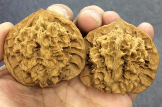 文玩核桃怎么分辨真假