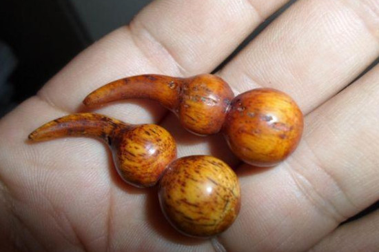 文玩牙骨角是什么东西