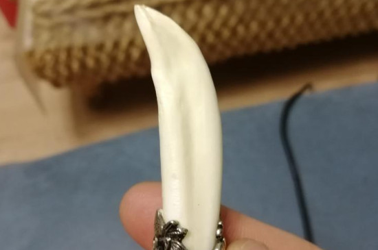 文玩牙骨角是什么东西