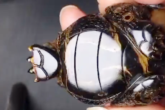 文玩柳柳有什么功效