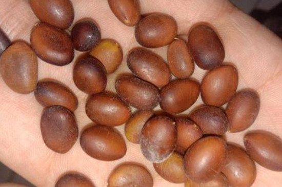 文玩松子怎么盘玩