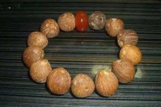 紫金鼠是什么树的种子