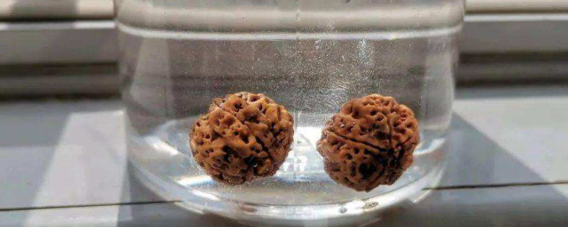 大金刚药王籽能玩吗