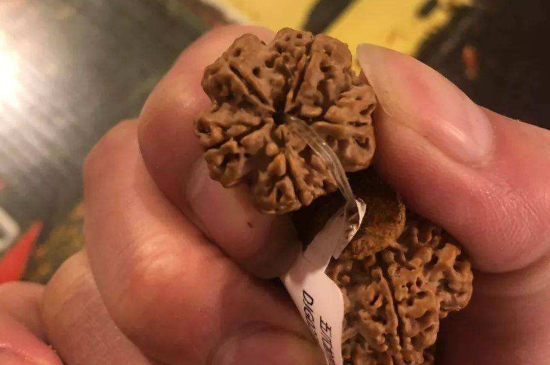 大金刚药王籽能玩吗