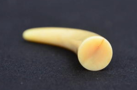 文玩香香骨到底是什么